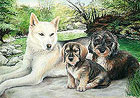 3 chiens - pastels