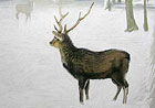 Cerf en hiver - pastels